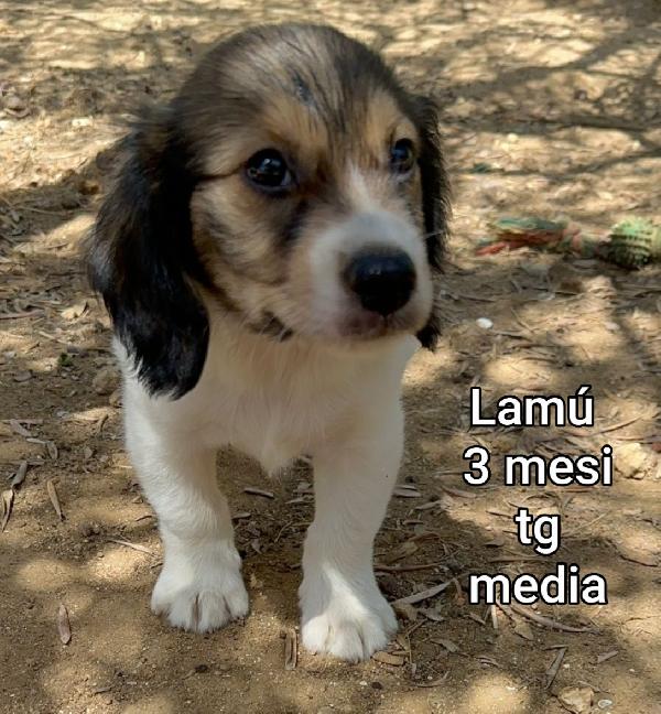 Invisibili Cuccioli In Rifugio 