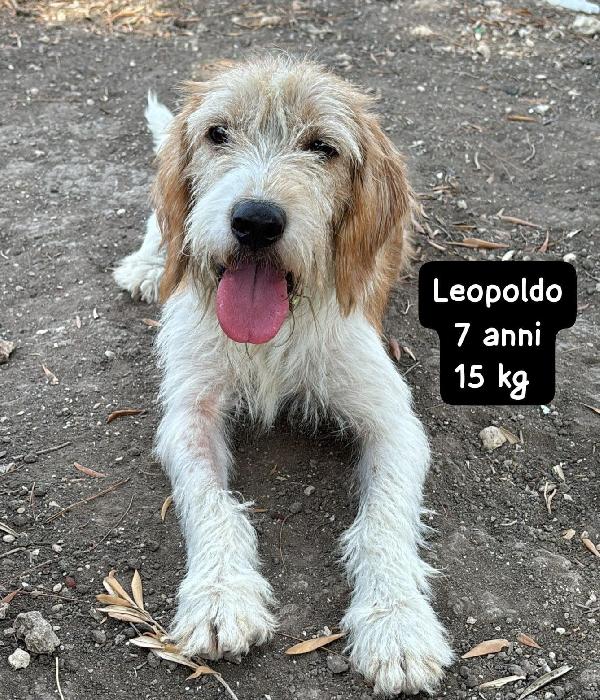 CAGNOLINI PICCOLI E MEDIOPICCOLI  Foto 2