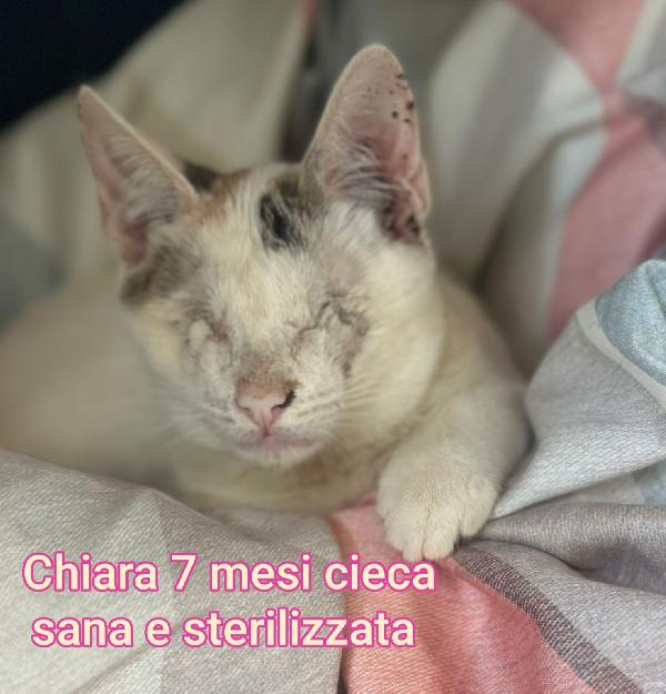 TELEFONA X SALVARE UN MICIO Foto 3