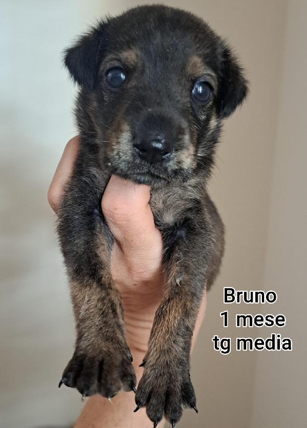 Salvate Un Cucciolo Trovatello 
