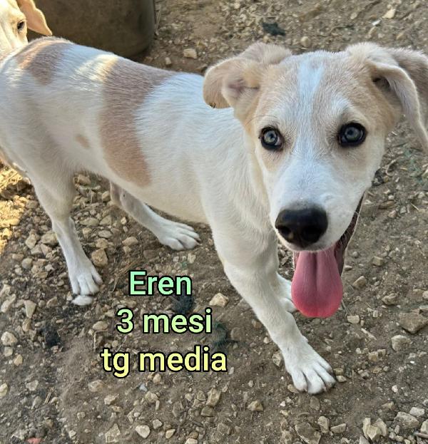 SALVATE UN CUCCIOLO TROVATELLO  Foto 2