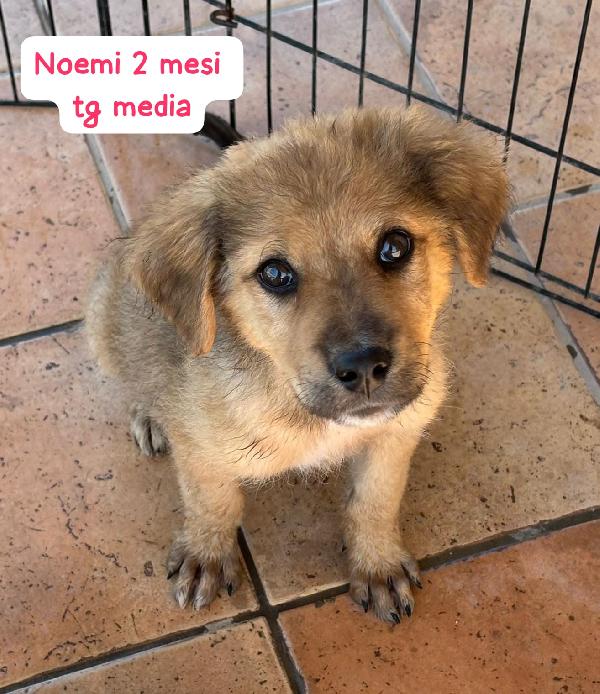 SALVATE UN CUCCIOLO TROVATELLO  Foto 3