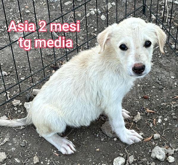 SALVATE UN CUCCIOLO TROVATELLO  Foto 4
