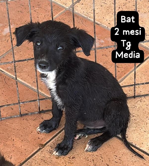 SALVATE UN CUCCIOLO TROVATELLO  Foto 5