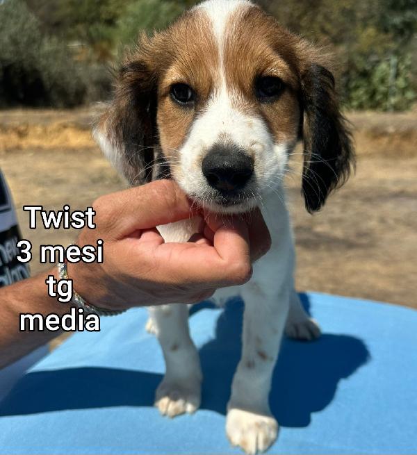 SALVATE UN CUCCIOLO TROVATELLO  Foto 7