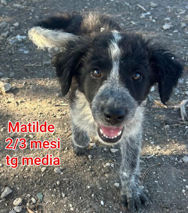 SALVATE UN CUCCIOLO TROVATELLO  Foto 8