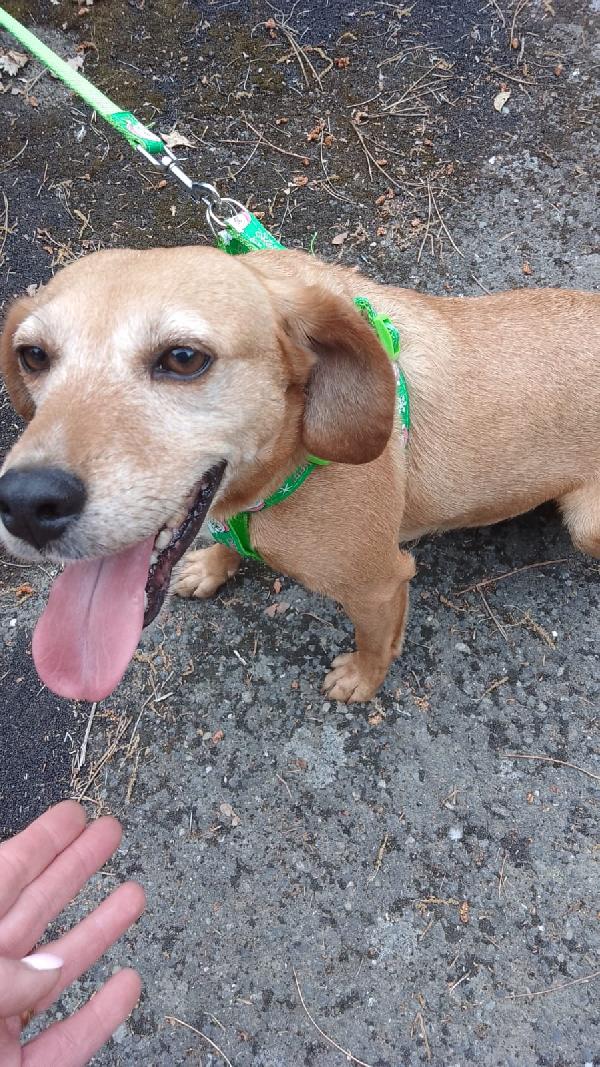 Femmina 5Anni Kg12 Pelo Corto Ok Gattisos Sicilia