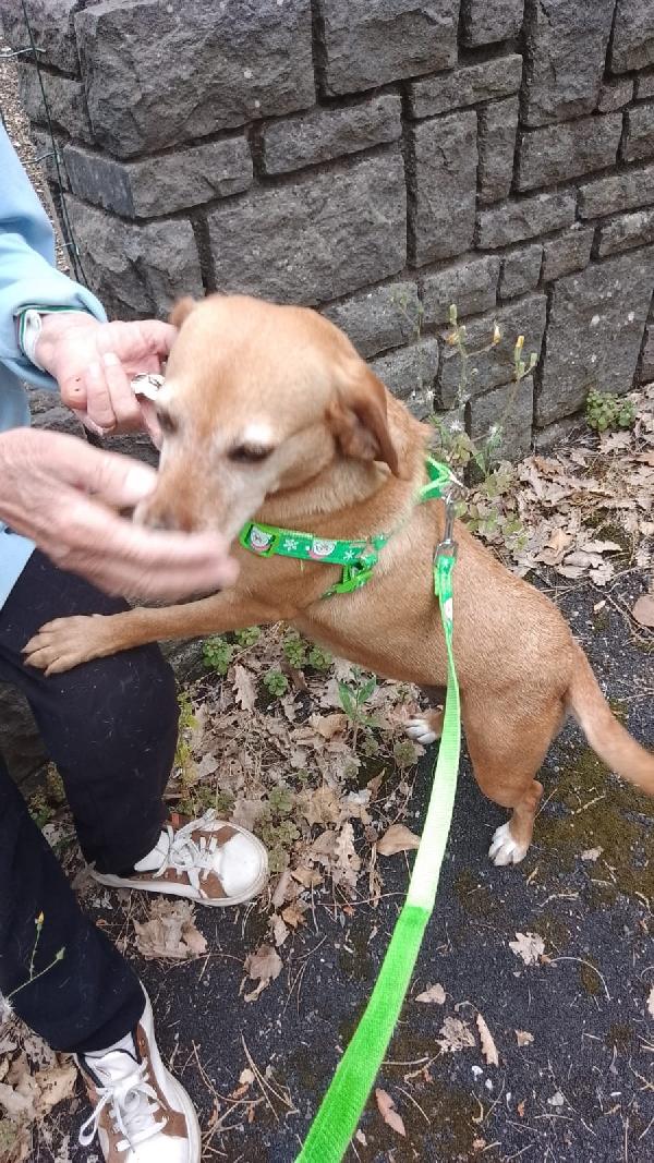 Femmina 5anni kg12 pelo corto ok gattiSOS SICILIA Foto 2