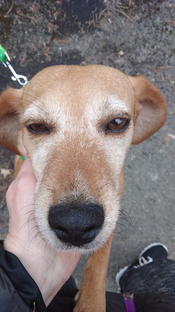 Femmina 5anni kg12 pelo corto ok gattiSOS SICILIA Foto 3
