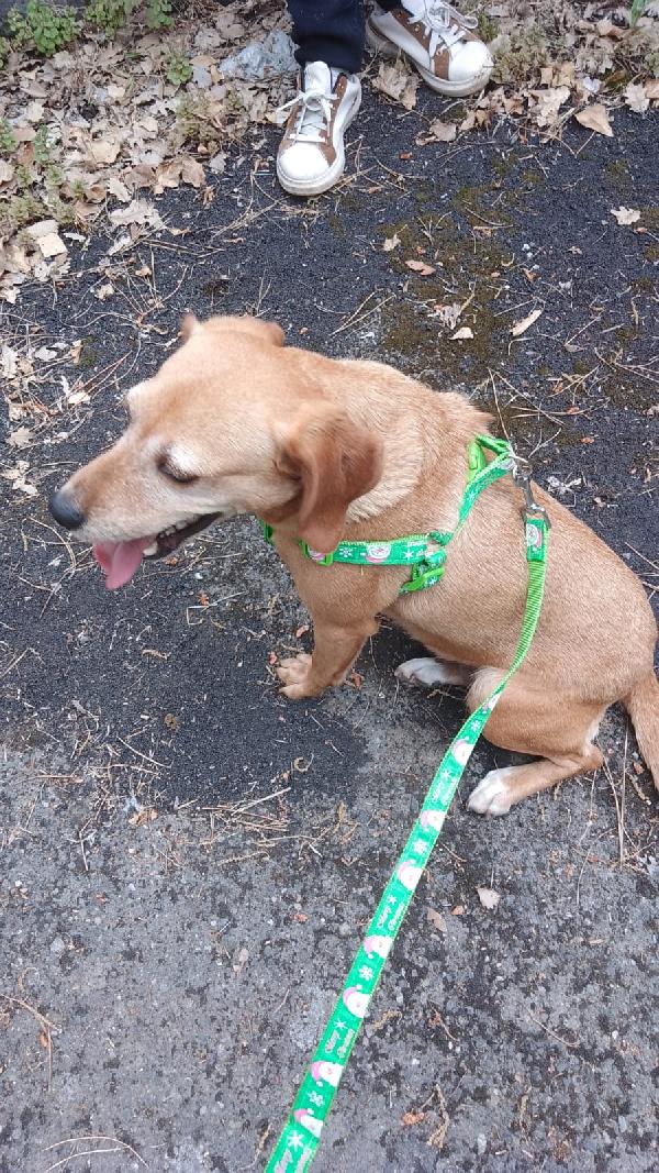 Femmina 5anni kg12 pelo corto ok gattiSOS SICILIA Foto 4