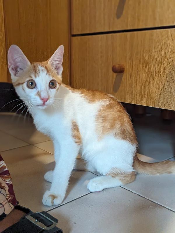 ARTU' - gattino di 5 mesi Foto 5