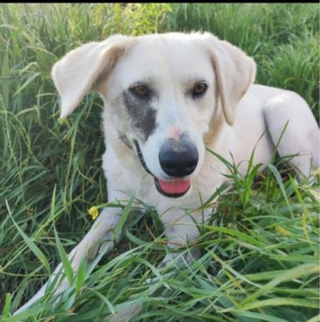 Bella 18Mesi Tg Media Ok Gatti Campania 