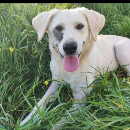 Bella 18mesi tg media ok gatti CAMPANIA  Foto 2