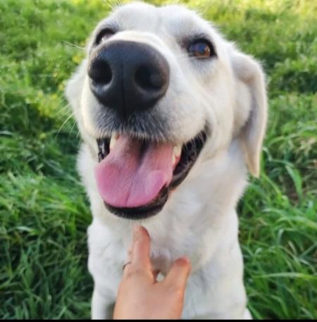 Bella 18mesi tg media ok gatti CAMPANIA  Foto 3