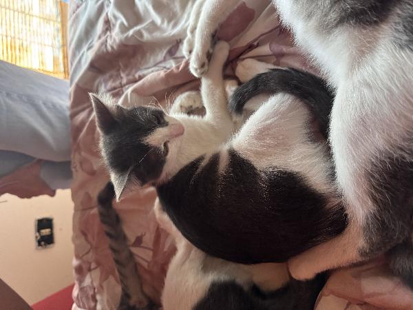 Gatti