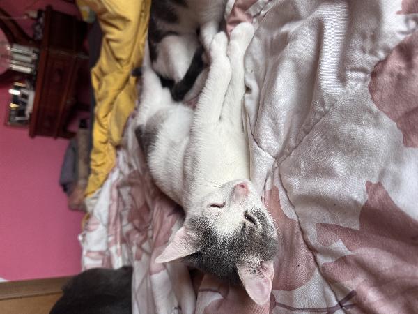 Gatti Foto 2