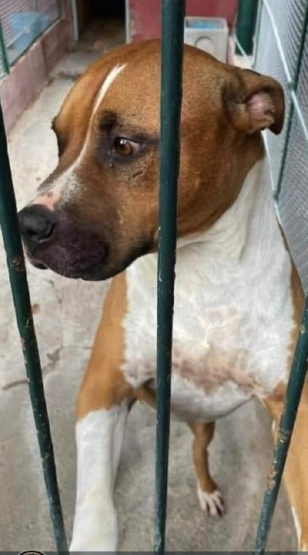 Amstaff Viveva Coi Bambini Poi Tutto Cambiò..roma