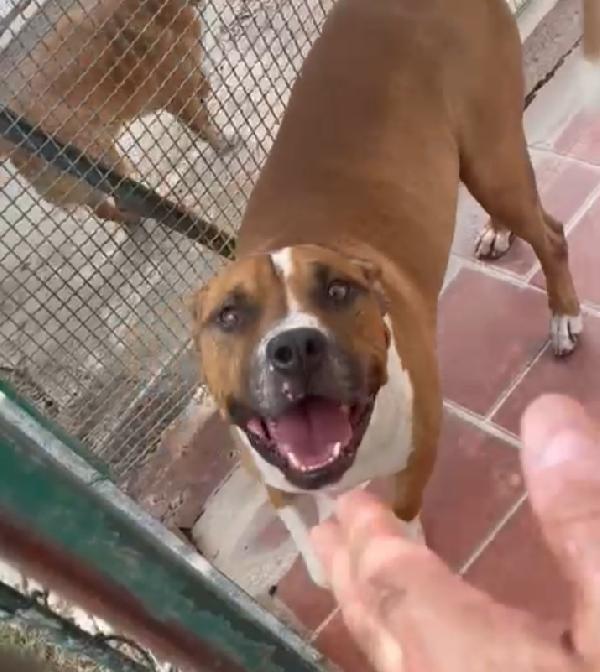 Amstaff viveva coi bambini poi tutto cambiò..ROMA Foto 2