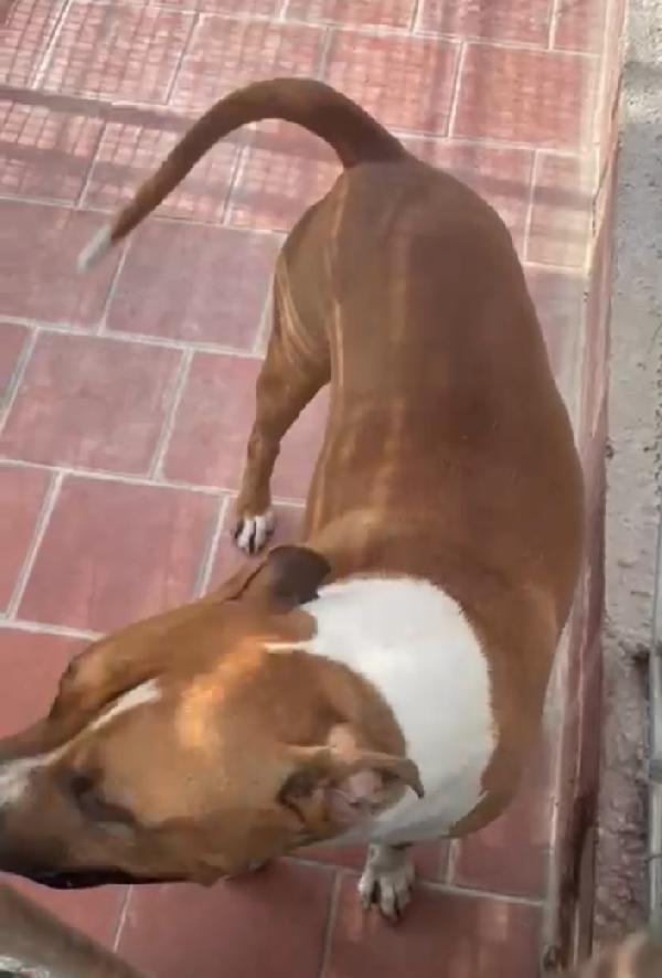 Amstaff viveva coi bambini poi tutto cambiò..ROMA Foto 3