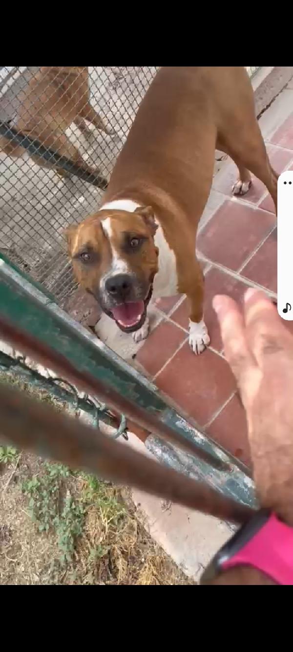 Amstaff viveva coi bambini poi tutto cambiò..ROMA Foto 4