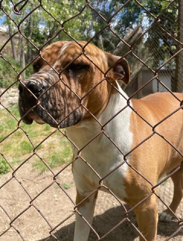 Amstaff viveva coi bambini poi tutto cambiò..ROMA Foto 5