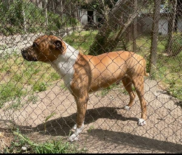 Amstaff viveva coi bambini poi tutto cambiò..ROMA Foto 6