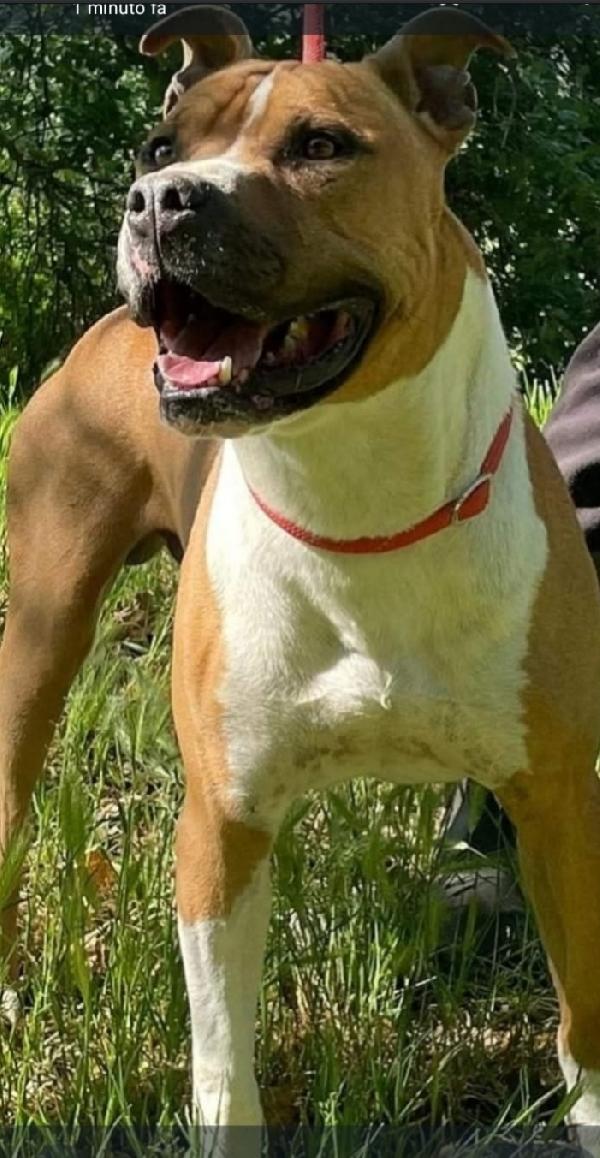 Amstaff viveva coi bambini poi tutto cambiò..ROMA Foto 7