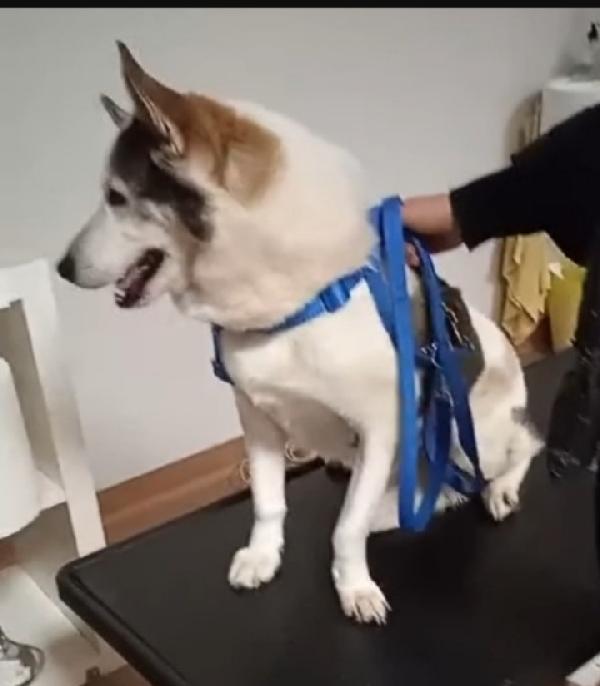 Stefan mix Husky dal triste passato. BRESCIA Foto 2