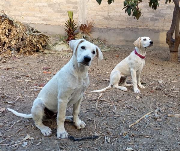 2fratelli 7/8mesi mix Labrador HELP SICILIA Foto 2