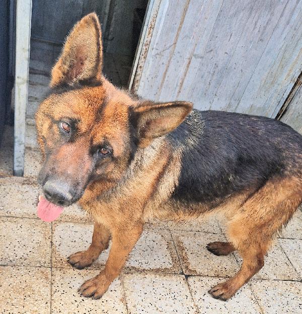 IRIS,IN CANILE,ADOTTABILE IN TUTTA ITALIA! Foto 12