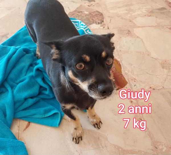 Tanti cagnolini, piccoli Foto 6