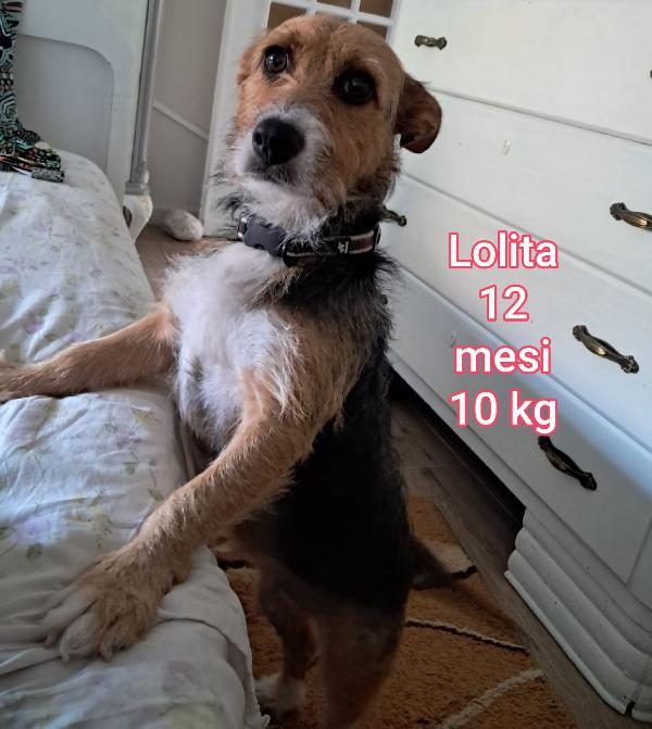 Tanti cagnolini, piccoli Foto 7