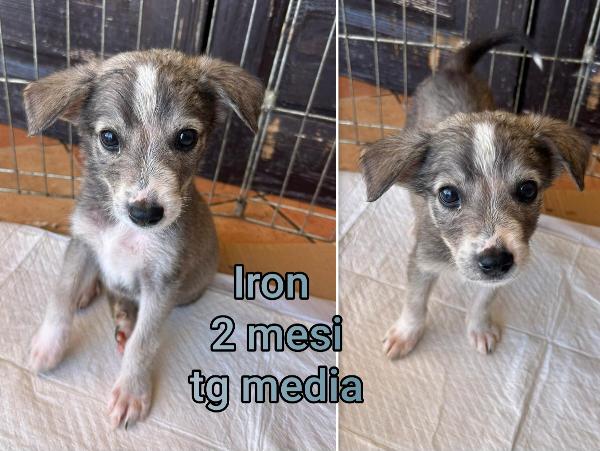 Troppi cuccioli in rifugio  Foto 3