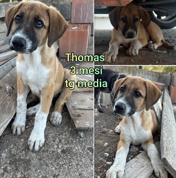 Troppi cuccioli in rifugio  Foto 5