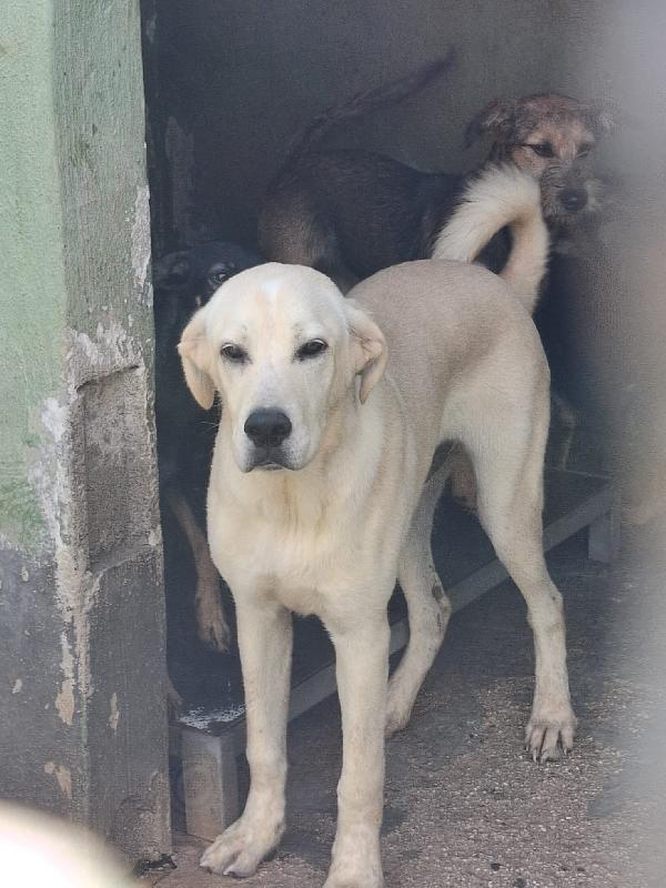 CREMINO - simil labrador di 1 anno Foto 3
