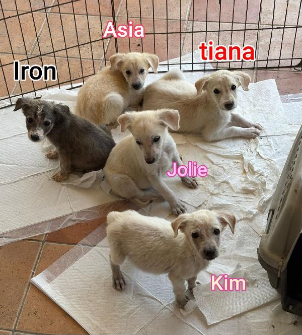 Troppi Cuccioli Senza Futuro 