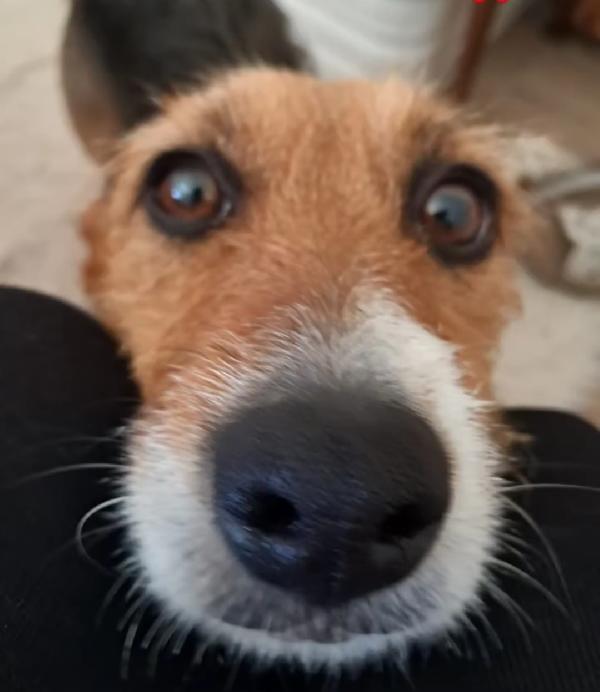 Lolita, Piccola Cagnolina Di 1 Anno