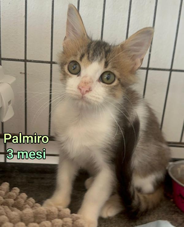 ADOTTA UN GATTINO  Foto 3