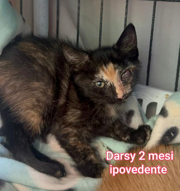 ADOTTA UN GATTINO  Foto 9