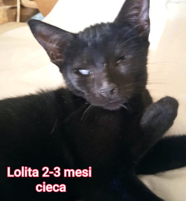 ADOTTA UN GATTINO  Foto 10