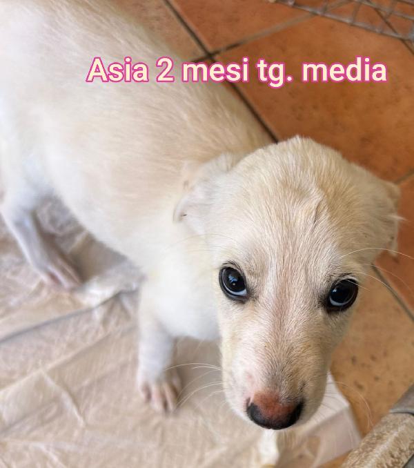 Salva Un Cucciolo!