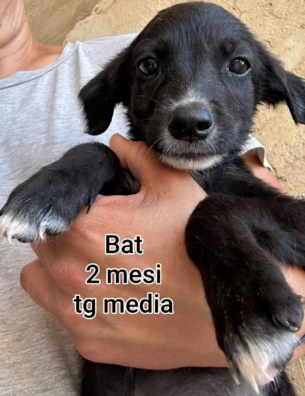 SALVA UN CUCCIOLO! Foto 2
