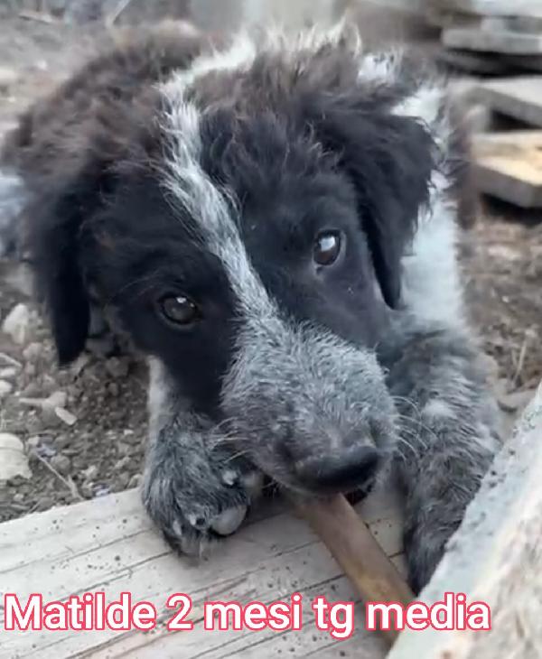 SALVA UN CUCCIOLO! Foto 4