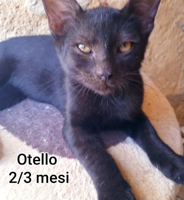 Gattini Abbandonati! Urgente 