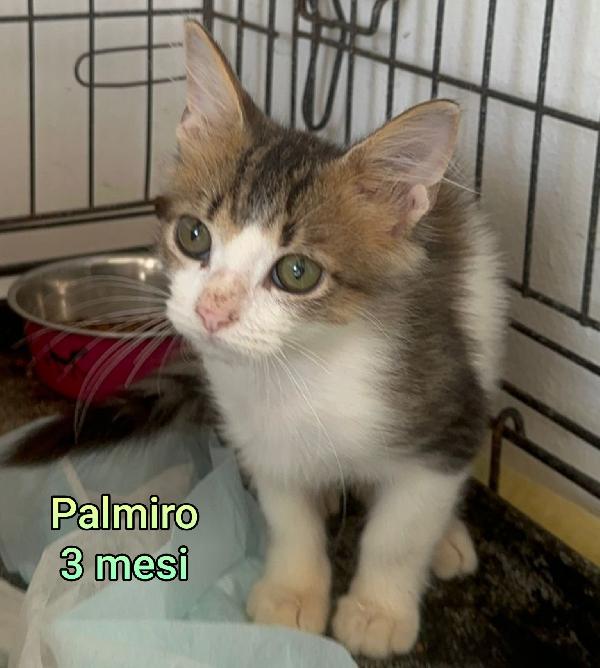GATTINI ABBANDONATI! URGENTE  Foto 3