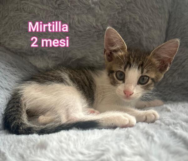 GATTINI ABBANDONATI! URGENTE  Foto 4