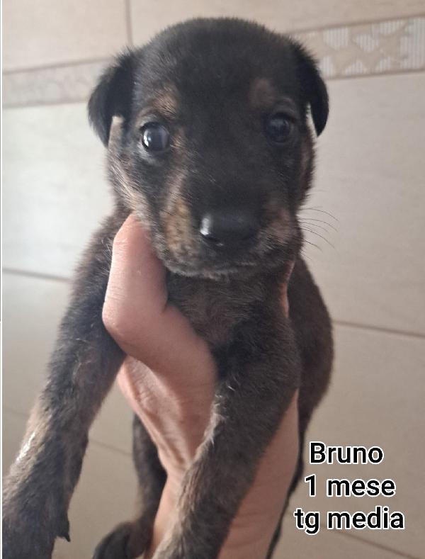 Adorabili Cuccioli, In Adozione 