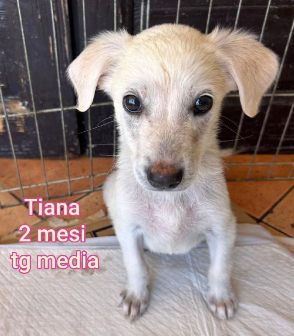 Adorabili cuccioli, in adozione  Foto 3