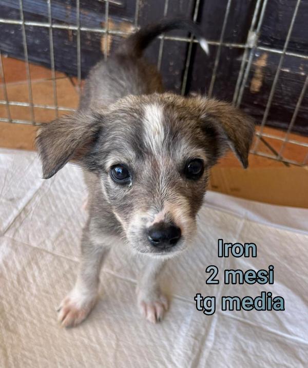 Adorabili cuccioli, in adozione  Foto 5