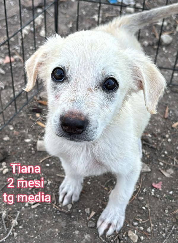Adorabili cuccioli, in adozione  Foto 6